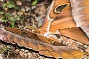 Hercules Moth (Coscinocera hercules)